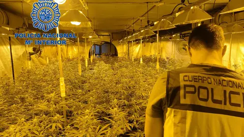 Plantación de marihuana desmantelada por la Policía Nacional en Elche. Plantación de marihuana desmantelada por la Policía Nacional en Elche.