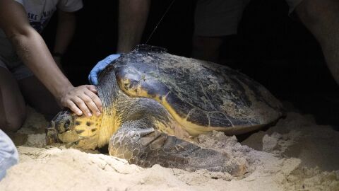 Tortuga boba en la playa de Arenales del Sol