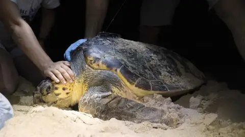Tortuga boba en la playa de Arenales del Sol Tortuga boba en la playa de Arenales del Sol