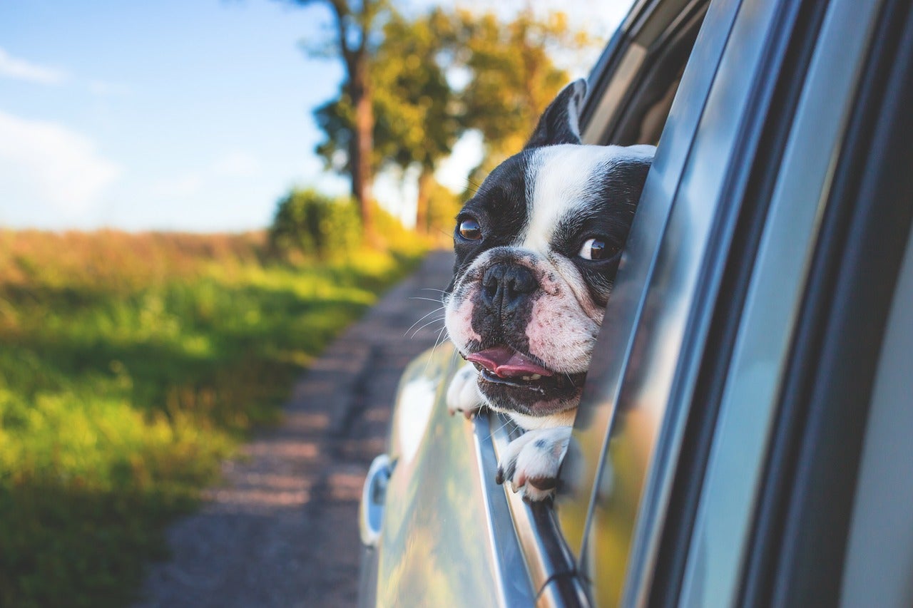 Lo que debemos saber para viajar con nuestro perro este verano, con Ángel Osuna Lo que debemos saber para viajar con nuestro perro este verano, con Ángel Osuna