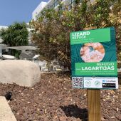 Hoteles de Ibiza se suman a esfuerzos para proteger la argantana instalando santuarios en zonas ajardinadas