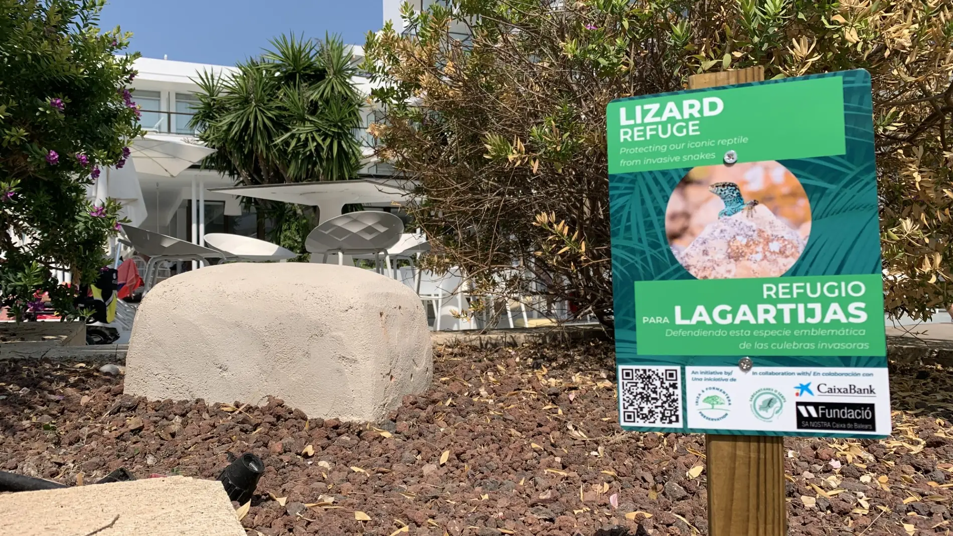 Hoteles de Ibiza se suman a esfuerzos para proteger la argantana instalando santuarios en zonas ajardinadas