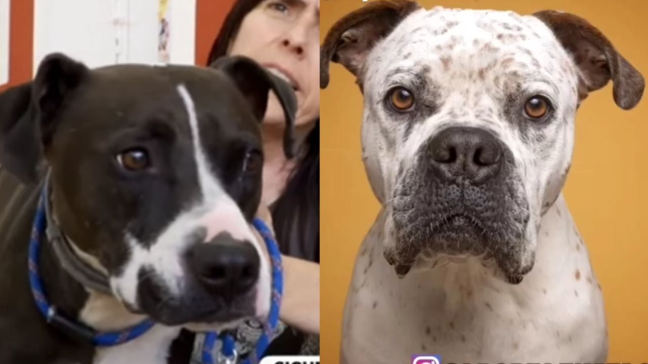 Adopta en JELO: Puyin e Intendente buscan un nuevo hogar Adopta en JELO: Puyin e Intendente buscan un nuevo hogar