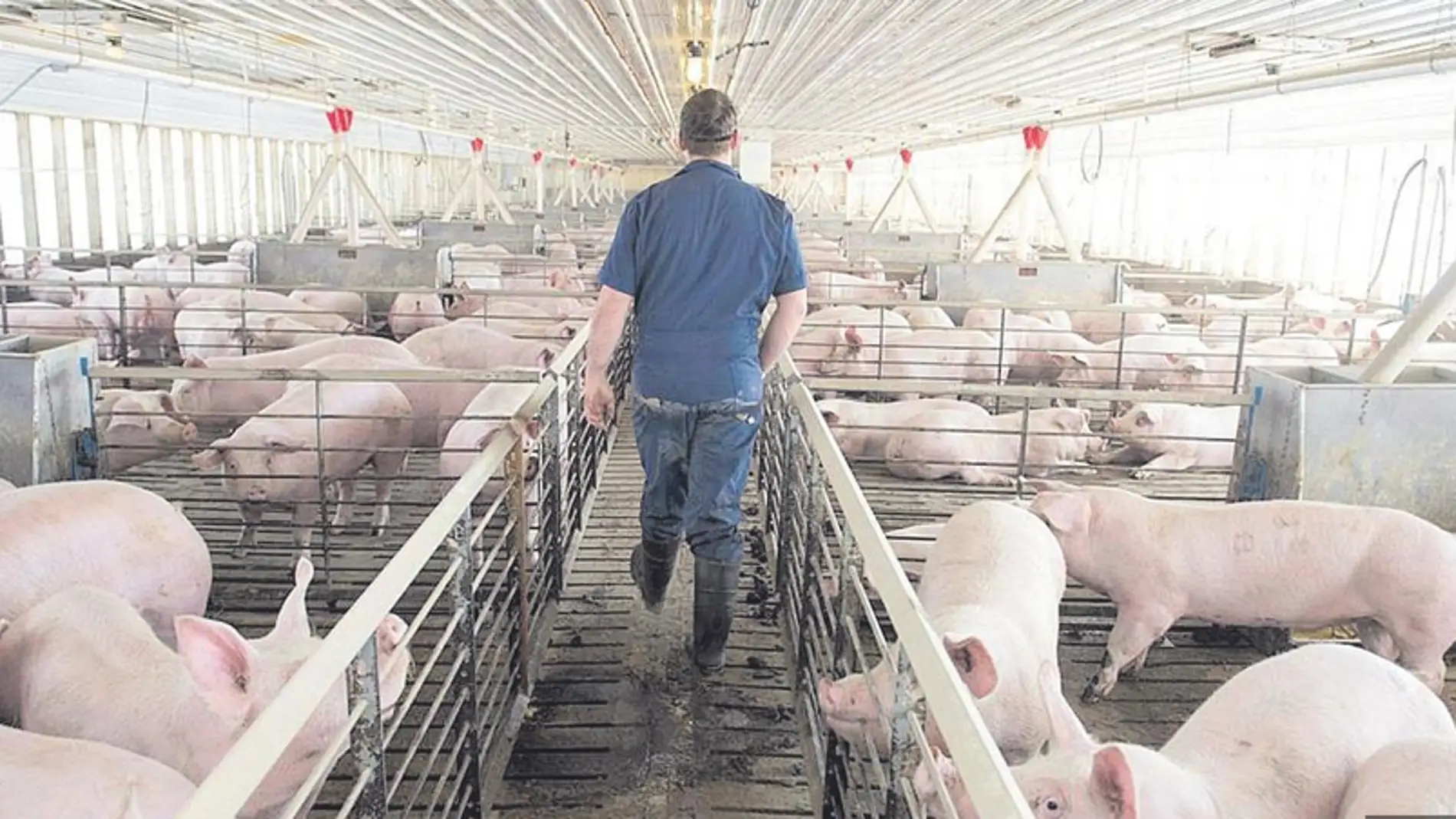 La CARM reconoce que llevan años autorizando la ampliación de granjas porcinas sin medir el impacto ambiental