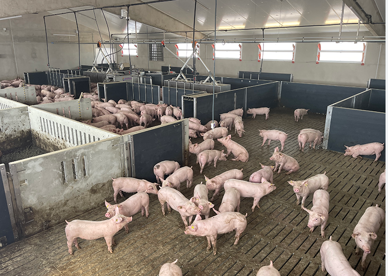 UPA exige una solución para los ganaderos porcinos a los que se autorizó el cambio de orientación productiva sin medir el impacto ambiental UPA exige una solución para los ganaderos porcinos a los que se autorizó el cambio de orientación productiva sin medir el impacto ambiental