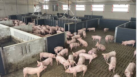 UPA exige una solución para los ganaderos porcinos a los que la CARM autorizó el cambio de orientación productiva sin medir el impacto ambiental 