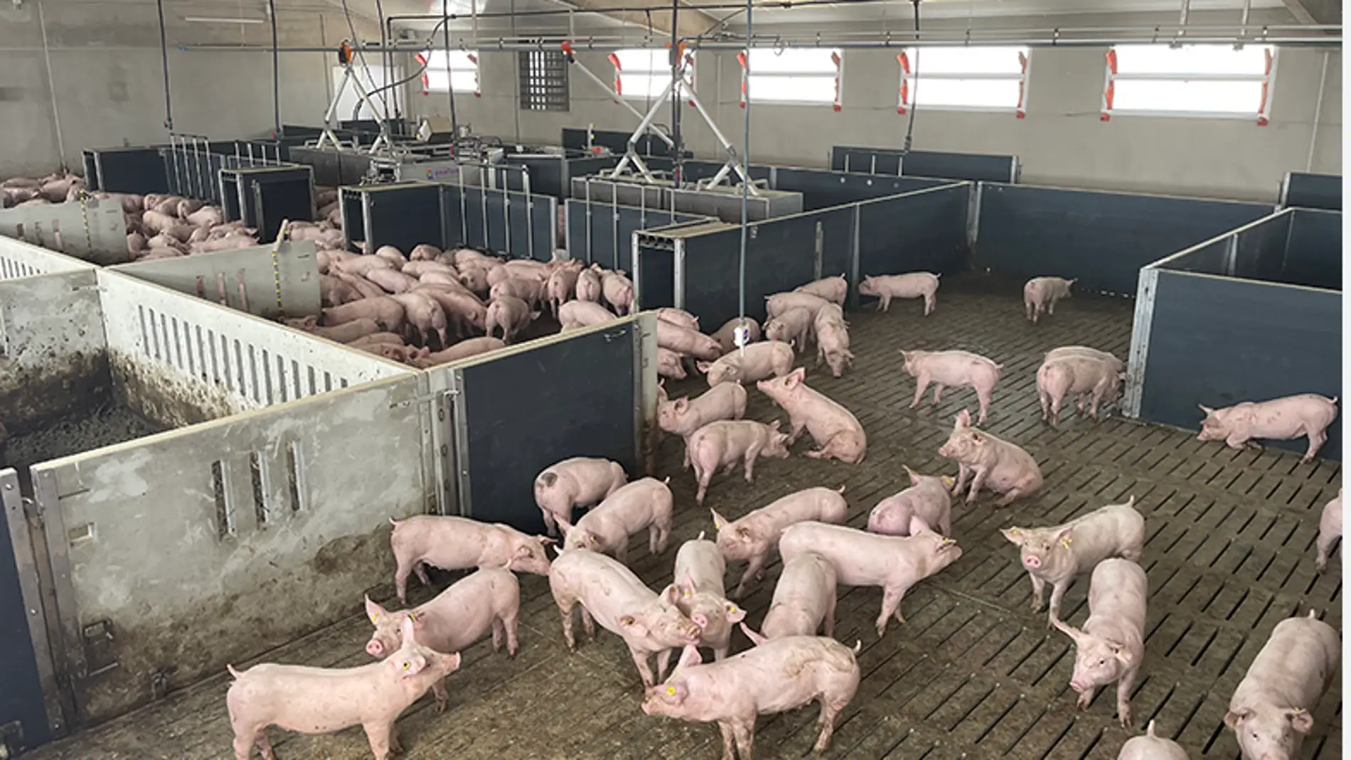 UPA exige una solución para los ganaderos porcinos a los que la CARM autorizó el cambio de orientación productiva sin medir el impacto ambiental 