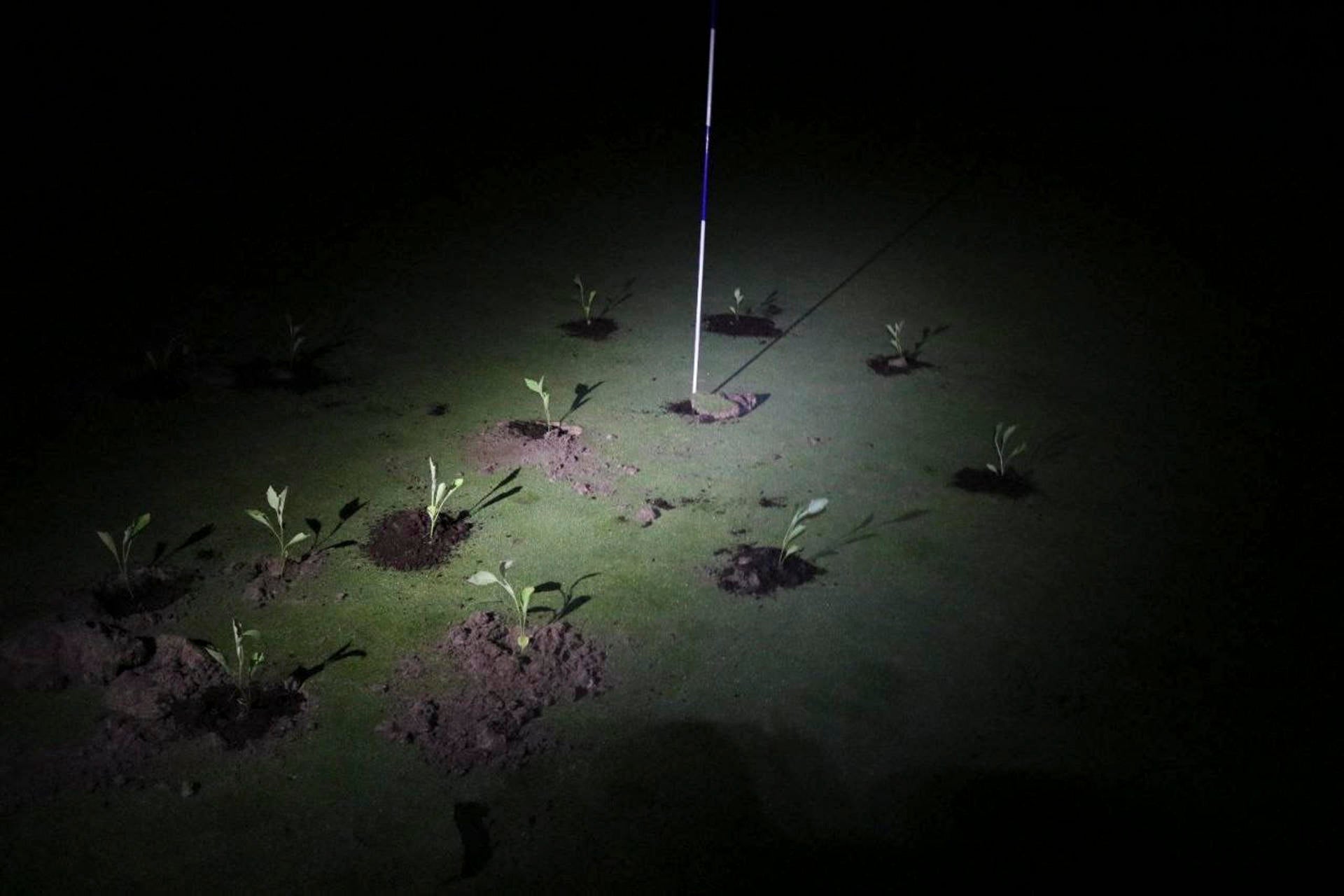 Activistas climáticos tapan con cemento hoyos de diez campos de golf en protesta por el gasto de agua Activistas climáticos tapan con cemento hoyos de diez campos de golf en protesta por el gasto de agua