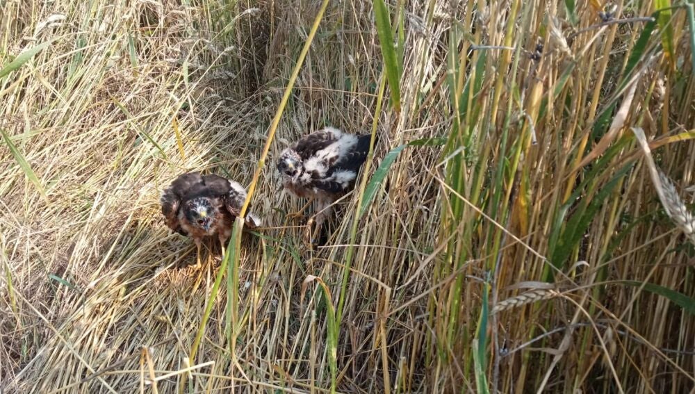 Cría natural de aguilucho cenizo 