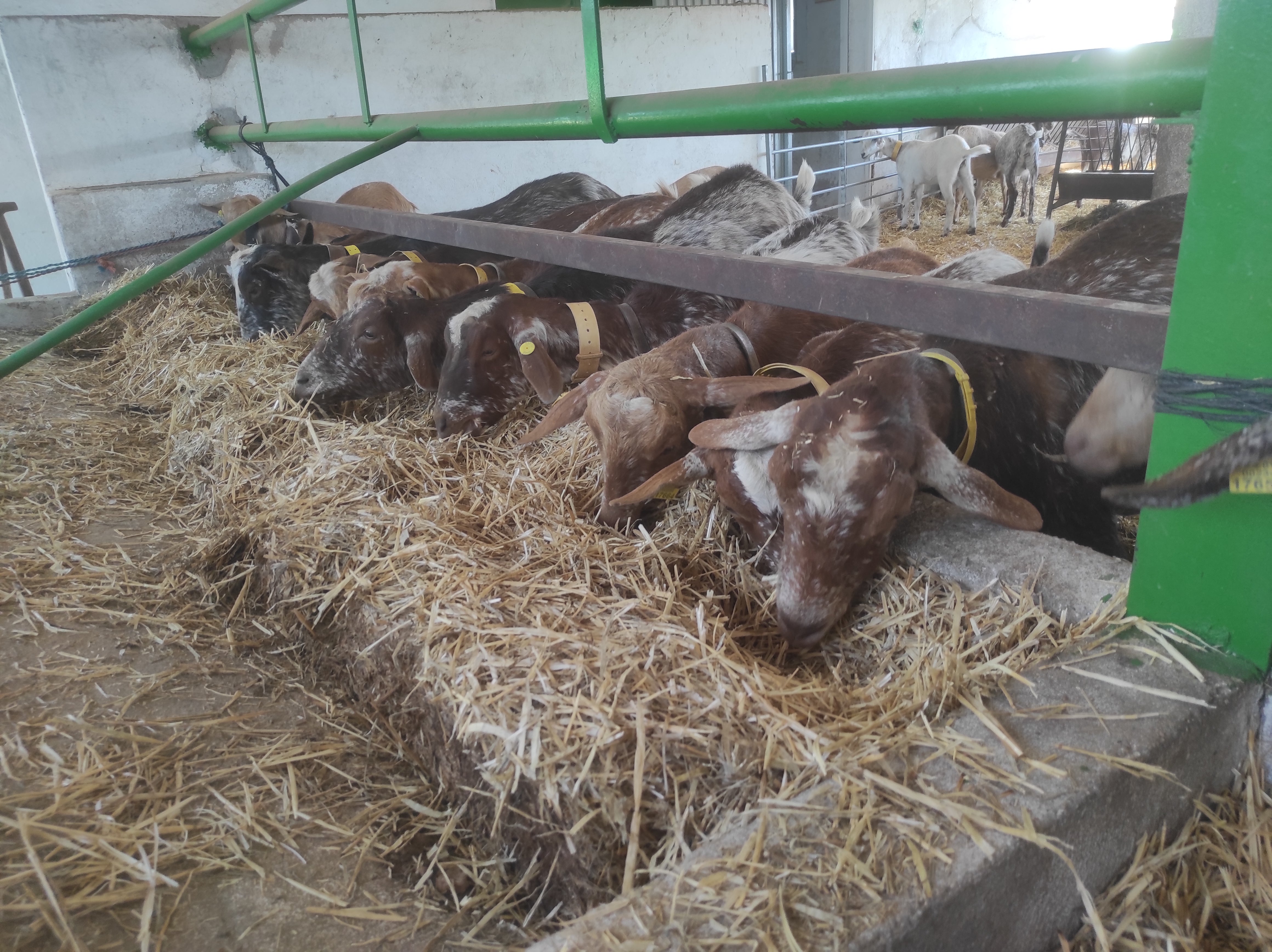 Nuevos casos de tuberculosis caprina en la provincia de Ciudad Real Nuevos casos de tuberculosis caprina en la provincia de Ciudad Real