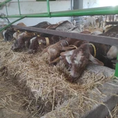 Cabras Cabras