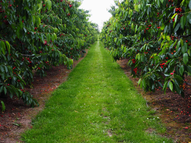 Los agricultores esperan recoger 700 millones de kilos de fruta Los agricultores esperan recoger 700 millones de kilos de fruta