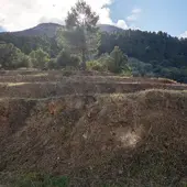 Xylella Xylella