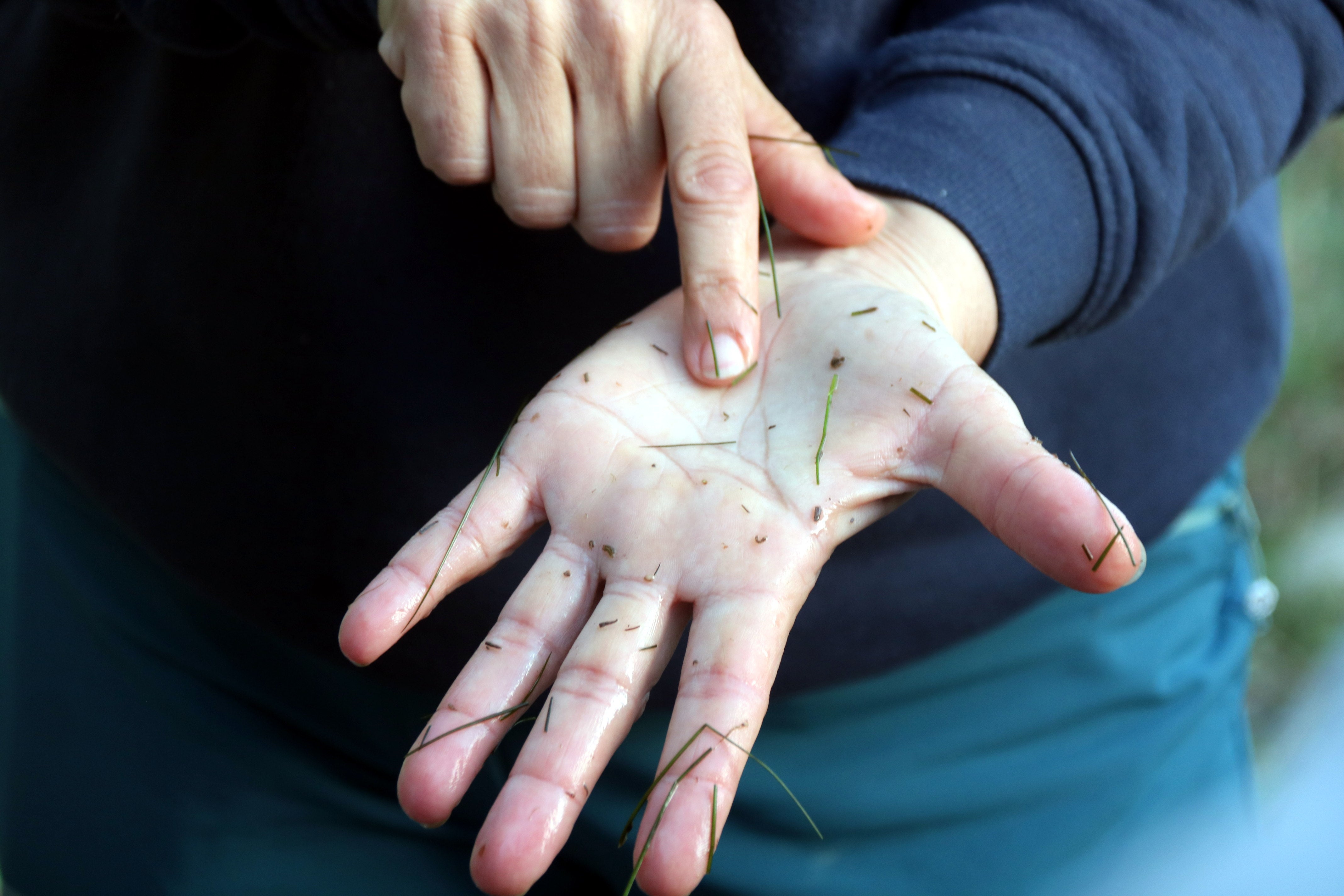 Estiu de plagues: què són, com ens afecten i com les combatem Estiu de plagues: què són, com ens afecten i com les combatem