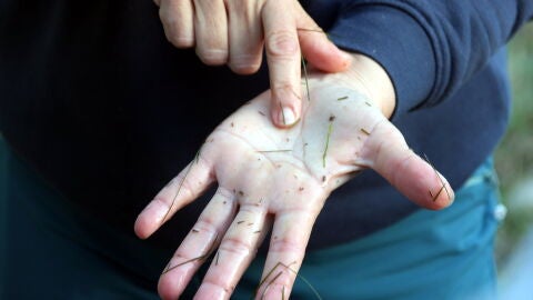 Larves de mosca negra al riu Segre