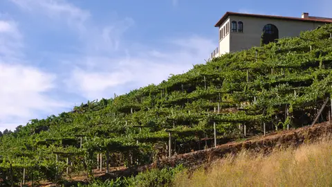 Viñedo de la DO Ribeira Sacra Viñedo de la DO Ribeira Sacra
