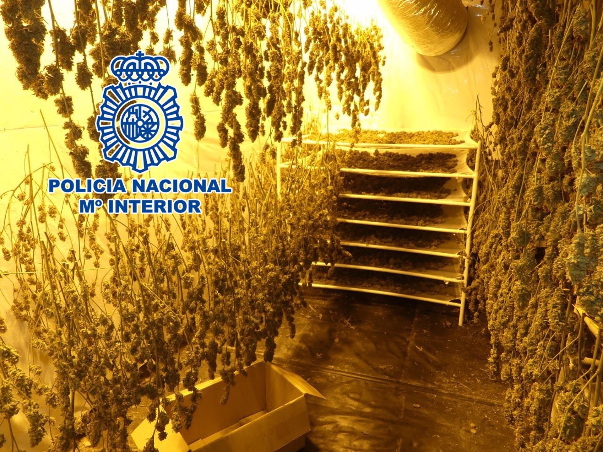 La Policía Nacional desmantela dos plantaciones de marihuana en naves industriales de Petrer y Villena La Policía Nacional desmantela dos plantaciones de marihuana en naves industriales de Petrer y Villena