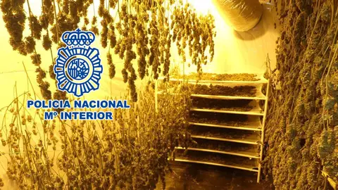 La Policía Nacional desmantela dos plantaciones de marihuana en naves industriales de Petrer y Villena. La Policía Nacional desmantela dos plantaciones de marihuana en naves industriales de Petrer y Villena.
