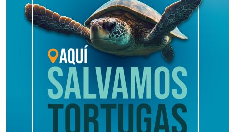 Orihuela se suma a la campa&ntilde;a de sensibilizaci&oacute;n &ldquo;Tortugas en el Mediterr&aacute;neo&rdquo;