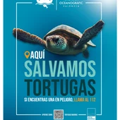 Orihuela se suma a la campaña de sensibilización “Tortugas en el Mediterráneo” Orihuela se suma a la campaña de sensibilización “Tortugas en el Mediterráneo”