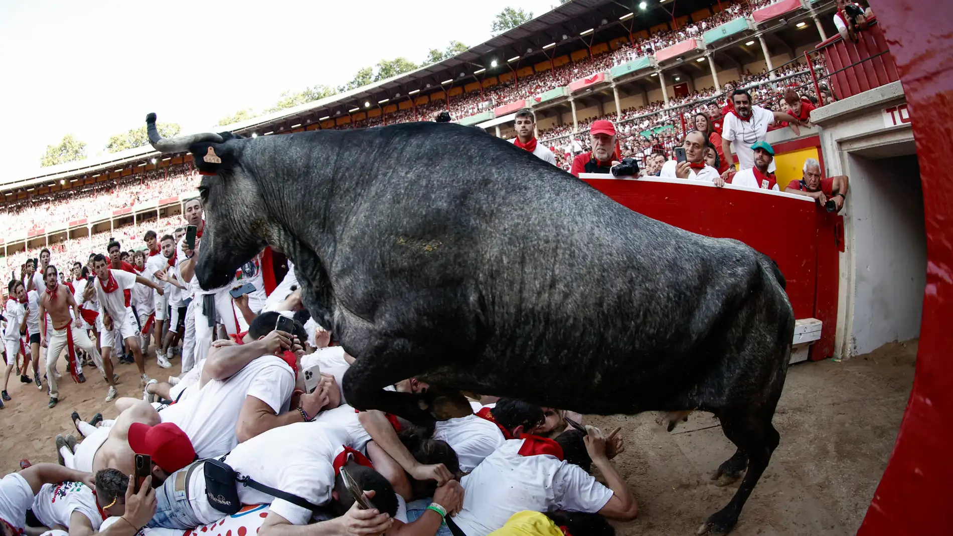 Varios corredores frente a una vaquilla en la plaza de toros de Pamplona, tras el tercer encierro de Sanfermines