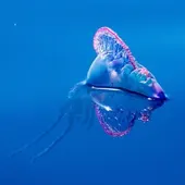 Carabela portuguesa Carabela portuguesa