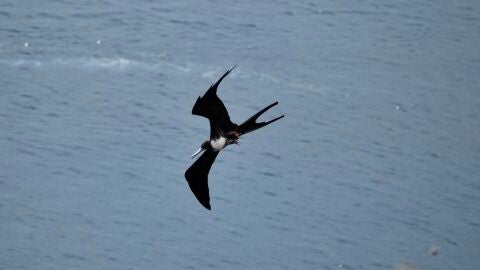 Una fragata (Fregata magnificens)