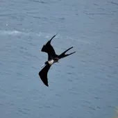 Una fragata (Fregata magnificens) Una fragata (Fregata magnificens)