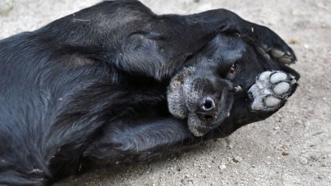 canino