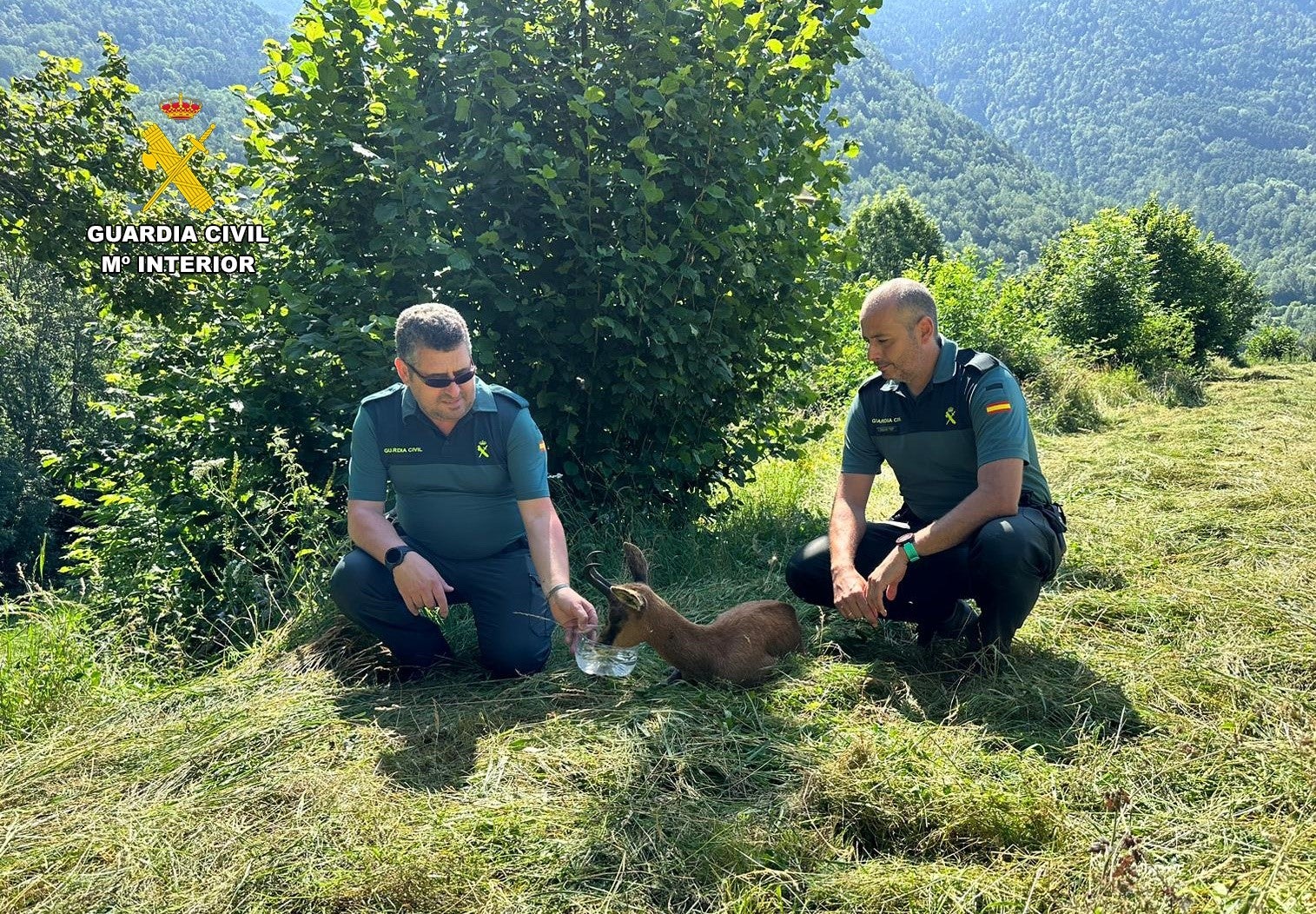 Auxilian a un rebeco que se encontraba enfermo y con la pata herida Auxilian a un rebeco que se encontraba enfermo y con la pata herida