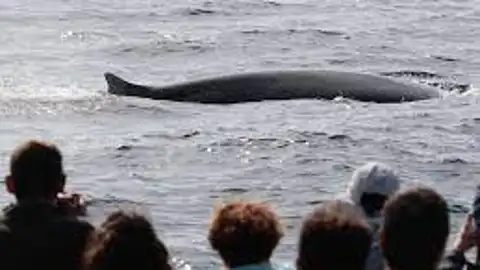 ballenas en el cantábrio ballenas en el cantábrio