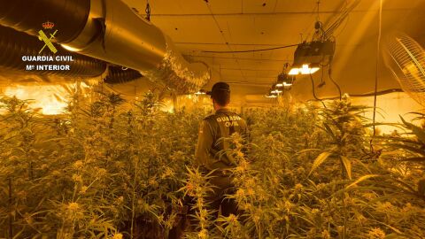 La Guardia Civil desmantela una plantaci&oacute;n de marihuana &ldquo;indoor&rdquo; con 500 plantas listas para ser recogidas