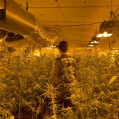 La Guardia Civil desmantela una plantación de marihuana “indoor” con 500 plantas listas para ser recogidas