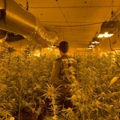 La Guardia Civil desmantela una plantación de marihuana “indoor” con 500 plantas listas para ser recogidas La Guardia Civil desmantela una plantación de marihuana “indoor” con 500 plantas listas para ser recogidas