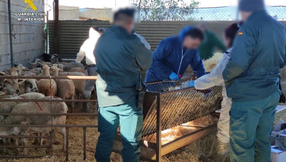 Agentes de la Guardia Civil en la investigación en el matadero ilegal