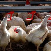 Imagen de archivo de una granja de gallinas.