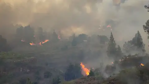 Incendio forestal Incendio forestal