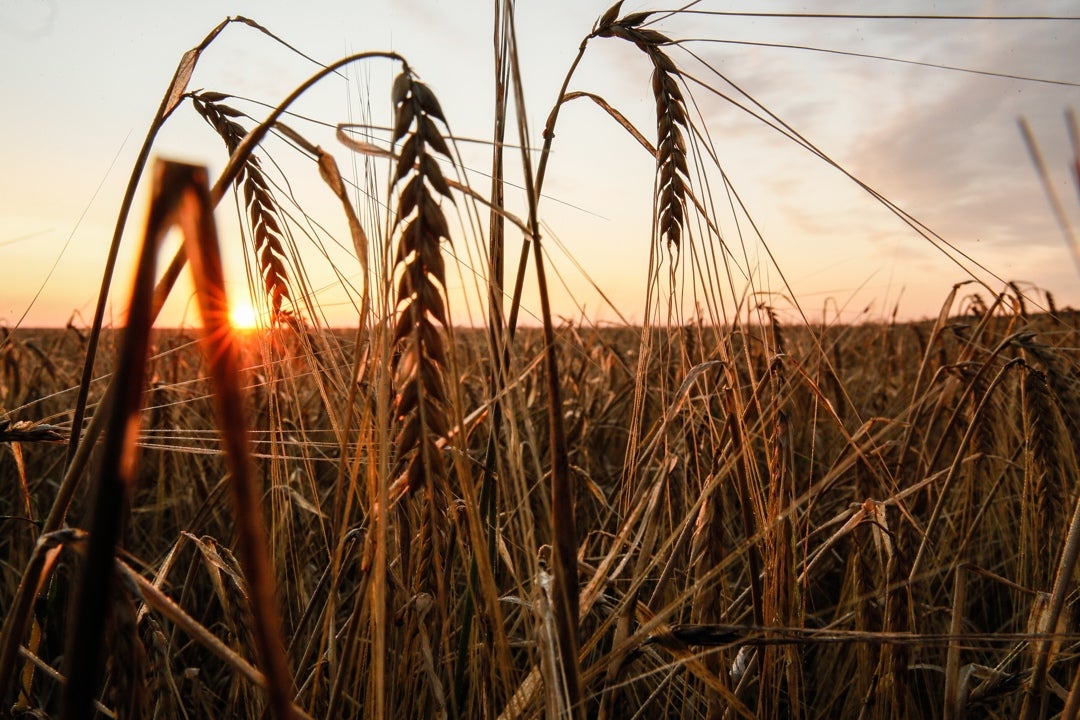 Rusia suspende el acuerdo de exportación de grano a través del mar Negro Rusia suspende el acuerdo de exportación de grano a través del mar Negro