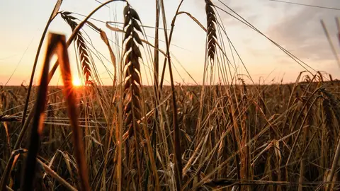 Rusia suspende el acuerdo de exportación de grano a través del mar Negro Rusia suspende el acuerdo de exportación de grano a través del mar Negro/ EFE/EPA/OLEG PETRASYUK