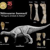 Oblitosaurus bunnueli y sus fósiles