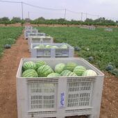 Sandía Melón La UNIÓN pérdidas