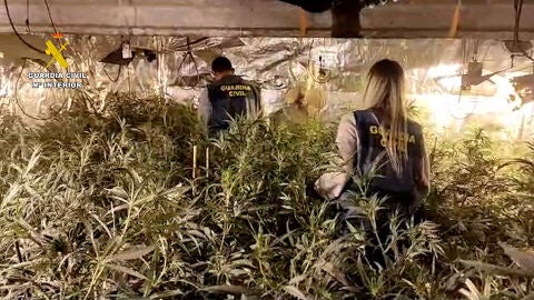 La Guardia Civil de Valencia detiene a 6 personal por cultivo y venta de droga