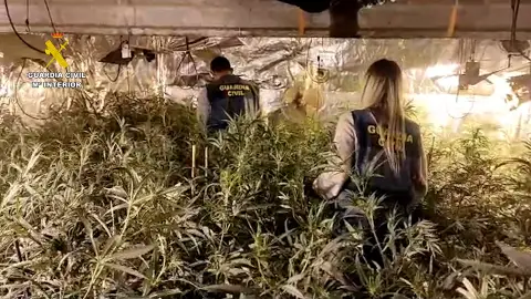 La Guardia Civil de Valencia detiene a 6 personal por cultivo y venta de droga La Guardia Civil de Valencia detiene a 6 personal por cultivo y venta de droga