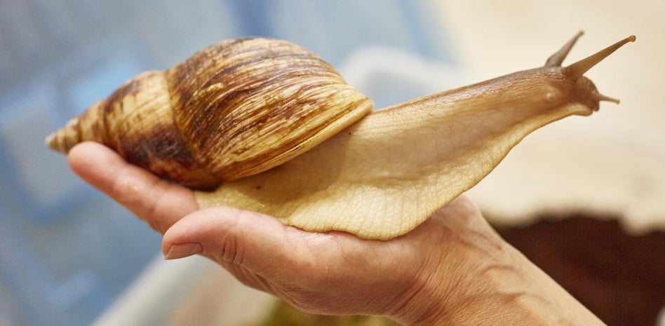 Detectan en Tenerife varios ejemplares del peligroso caracol gigante africano Detectan en Tenerife varios ejemplares del peligroso caracol gigante africano