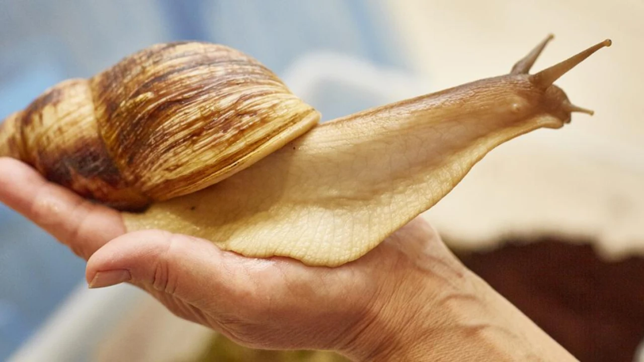 Imagen de un ejemplar de Caracol Africano Gigante