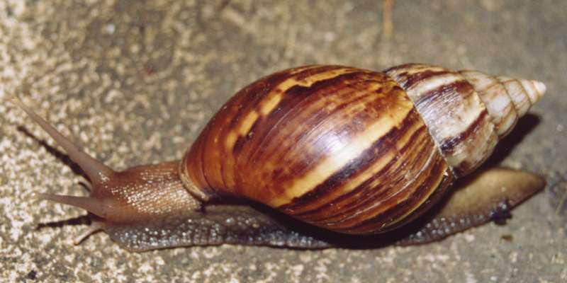 Los expertos alertan ante el consumo de caracol gigante africano: "Pueden transmitir meningitis" Los expertos alertan ante el consumo de caracol gigante africano: "Pueden transmitir meningitis"