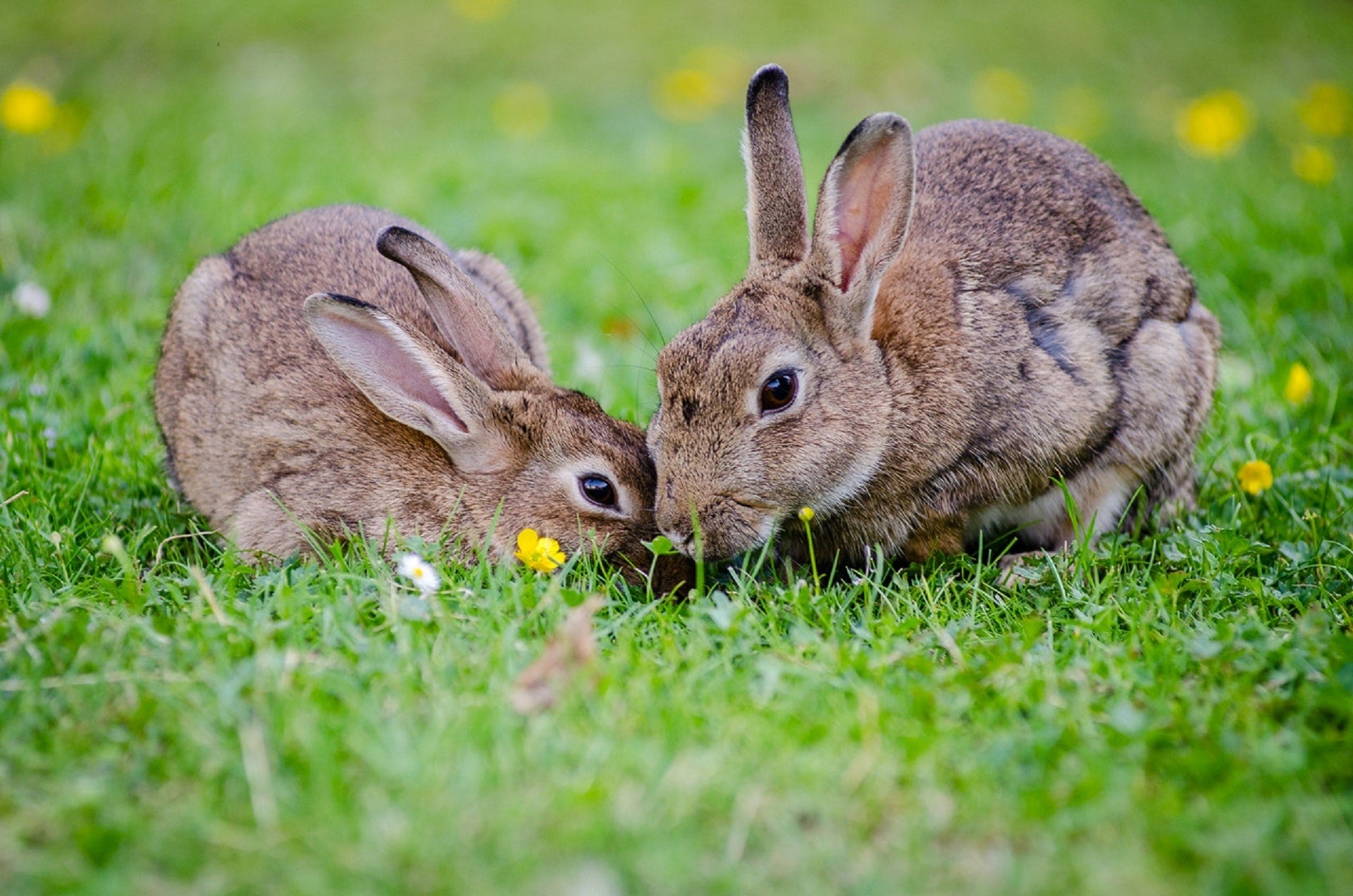 Las plagas de conejos suponen cuantiosas pérdidas Las plagas de conejos suponen cuantiosas pérdidas