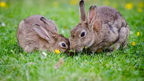 Las plagas de conejos suponen cuantiosas pérdidas Las plagas de conejos suponen cuantiosas pérdidas