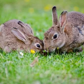 Las plagas de conejos suponen cuantiosas pérdidas Las plagas de conejos suponen cuantiosas pérdidas