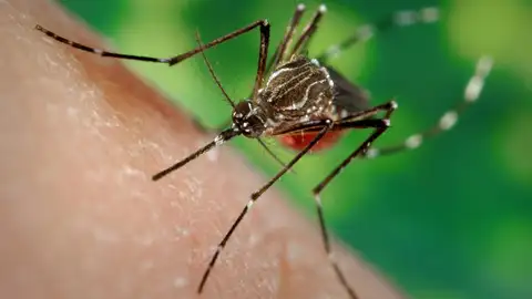 Una hembra de una cepa de mosquitos llamada LVP-IB12 Una hembra de una cepa de mosquitos llamada LVP-IB12
